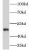 NIMA Related Kinase 2 antibody, FNab05652, FineTest, Western Blot image 