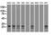 Neurogenin-1 antibody, NBP1-47871, Novus Biologicals, Western Blot image 