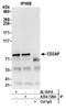 CD2 Associated Protein antibody, A304-728A, Bethyl Labs, Immunoprecipitation image 