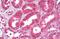 Astrocytic phosphoprotein PEA-15 antibody, MBS244492, MyBioSource, Immunohistochemistry paraffin image 