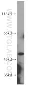 Ephrin B1 antibody, 12999-1-AP, Proteintech Group, Western Blot image 