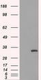 CD32a antibody, LS-C114746, Lifespan Biosciences, Western Blot image 
