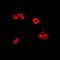 Ras Homolog Family Member C antibody, orb340725, Biorbyt, Immunofluorescence image 