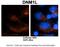 Dynamin-1-like protein antibody, ARP52329_P050, Aviva Systems Biology, Immunohistochemistry frozen image 