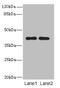 CLOCK Interacting Pacemaker antibody, CSB-PA880155LA01HU, Cusabio, Western Blot image 