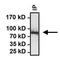 Heat Shock Protein 90 Alpha Family Class A Member 1 antibody, GTX22928, GeneTex, Immunoprecipitation image 