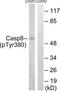 FLICE antibody, TA312452, Origene, Western Blot image 