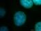 Cell Division Cycle 16 antibody, 14307-1-AP, Proteintech Group, Immunofluorescence image 