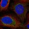 Vasorin antibody, HPA016992, Atlas Antibodies, Immunofluorescence image 
