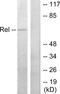 REL Proto-Oncogene, NF-KB Subunit antibody, LS-C118239, Lifespan Biosciences, Western Blot image 