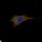 BCL2 antibody, LS-C813655, Lifespan Biosciences, Immunofluorescence image 
