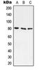 ATP Binding Cassette Subfamily F Member 3 antibody, orb215574, Biorbyt, Western Blot image 