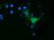 Ornithine Decarboxylase 1 antibody, NBP2-02644, Novus Biologicals, Immunofluorescence image 