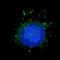 Rubicon Autophagy Regulator antibody, LS-C156742, Lifespan Biosciences, Immunofluorescence image 