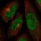 Cyclin Dependent Kinase 13 antibody, HPA059241, Atlas Antibodies, Immunocytochemistry image 
