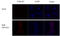 Influenza virus antibody, GTX128537, GeneTex, Immunocytochemistry image 
