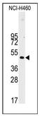 Desmin antibody, AP12384PU-N, Origene, Western Blot image 