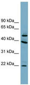 UFM1 Specific Peptidase 2 antibody, TA344871, Origene, Western Blot image 