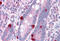 Calcium-dependent secretion activator 1 antibody, MBS244455, MyBioSource, Immunohistochemistry frozen image 