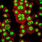 Orthodenticle Homeobox 2 antibody, M02006, Boster Biological Technology, Immunofluorescence image 