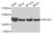 Spindle And Centriole Associated Protein 1 antibody, PA5-76289, Invitrogen Antibodies, Western Blot image 