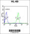 Leucine Rich Alpha-2-Glycoprotein 1 antibody, 62-413, ProSci, Immunofluorescence image 