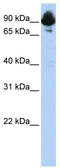 Regulator Of G Protein Signaling 3 antibody, TA330393, Origene, Western Blot image 