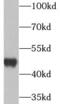 Ubiquinol-Cytochrome C Reductase Core Protein 2 antibody, FNab09281, FineTest, Western Blot image 
