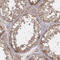 Myosin-XIX antibody, HPA059715, Atlas Antibodies, Immunohistochemistry paraffin image 