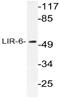 Leukocyte Immunoglobulin Like Receptor A1 antibody, AP21065PU-N, Origene, Western Blot image 