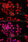 Syntaxin-binding protein 2 antibody, A7735, ABclonal Technology, Immunofluorescence image 