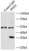 Partner Of NOB1 Homolog antibody, FNab06589, FineTest, Immunoprecipitation image 