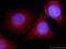 Cold-inducible RNA-binding protein antibody, 10209-2-AP, Proteintech Group, Immunofluorescence image 