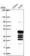 Gap Junction Protein Delta 4 antibody, NBP1-85374, Novus Biologicals, Western Blot image 