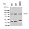 SNK antibody, orb107633, Biorbyt, Western Blot image 