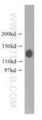 Splicing Factor 3b Subunit 3 antibody, 12130-1-AP, Proteintech Group, Western Blot image 