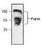 Furin, Paired Basic Amino Acid Cleaving Enzyme antibody, TA318986, Origene, Western Blot image 