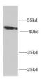 Rab effector Noc2 antibody, FNab07406, FineTest, Western Blot image 