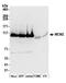 DNA replication licensing factor MCM2 antibody, NB100-288, Novus Biologicals, Western Blot image 
