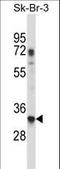 60S ribosomal protein L8 antibody, LS-C162719, Lifespan Biosciences, Western Blot image 