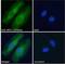 Neutrophil cytosol factor 1 antibody, NB100-790, Novus Biologicals, Immunofluorescence image 