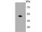 Sphingosine Kinase 1 antibody, NBP2-67164, Novus Biologicals, Western Blot image 
