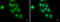 CARP1 antibody, GTX110892, GeneTex, Immunofluorescence image 