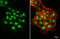 SS18L1 Subunit Of BAF Chromatin Remodeling Complex antibody, GTX115986, GeneTex, Immunofluorescence image 