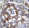 Semaphorin 3G antibody, LS-C168953, Lifespan Biosciences, Immunohistochemistry frozen image 