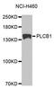 Phospholipase C Beta 1 antibody, A1971, ABclonal Technology, Western Blot image 
