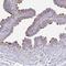 Dynein Axonemal Heavy Chain 9 antibody, NBP2-38671, Novus Biologicals, Immunohistochemistry frozen image 