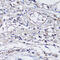 NLR Family CARD Domain Containing 4 antibody, 14-800, ProSci, Immunohistochemistry paraffin image 