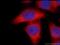 Lipoma-preferred partner antibody, 25045-1-AP, Proteintech Group, Immunofluorescence image 