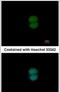 Ring Finger Protein 40 antibody, PA5-30332, Invitrogen Antibodies, Immunofluorescence image 